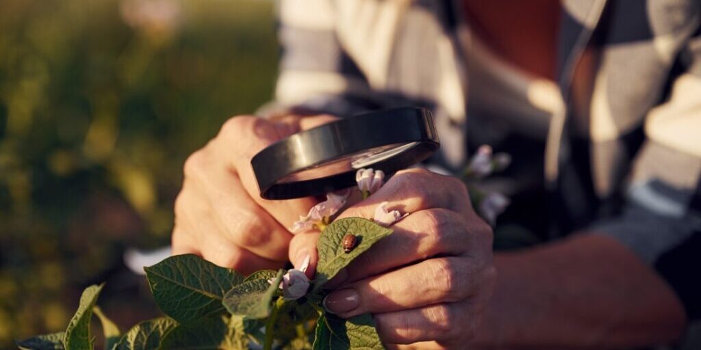 Sitting and looking at the plants under magnifying glass. Woman is on the agricultural field at daytime.